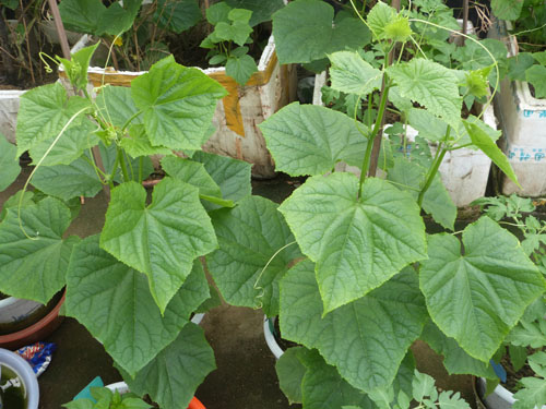 全国青少年科技创新活动服务平台