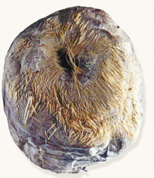 因为麝香,麝成了盗猎分子的目标.一只被关在笼子里等待出售的池鹭.