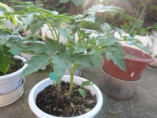 种植实验地今天,是我们播下太空种子第38天,太空植物在我们一个多月的