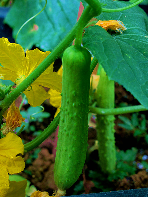 黄瓜的生长情况