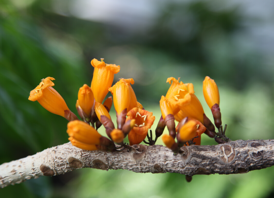 火烧花为典型的热带雨林老茎生花植物,花期不定,常于早春和盛夏时节