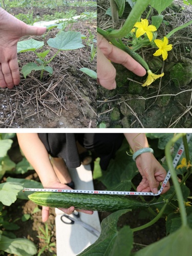 经观察发现,与普通的黄瓜相比,太空黄瓜植株比较矮,开花快,结果多